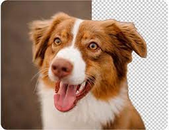 LnkBio profile picture for @png to jpg image converter