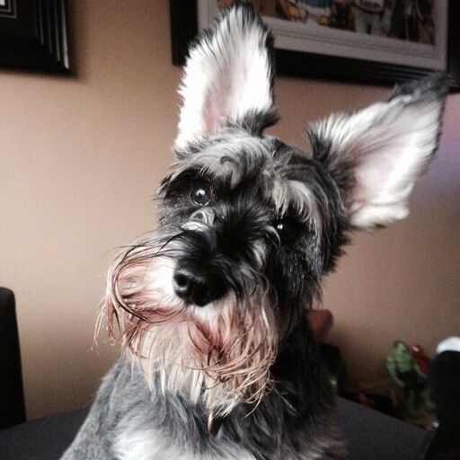 Maccas Lnk Bio Link In Bio