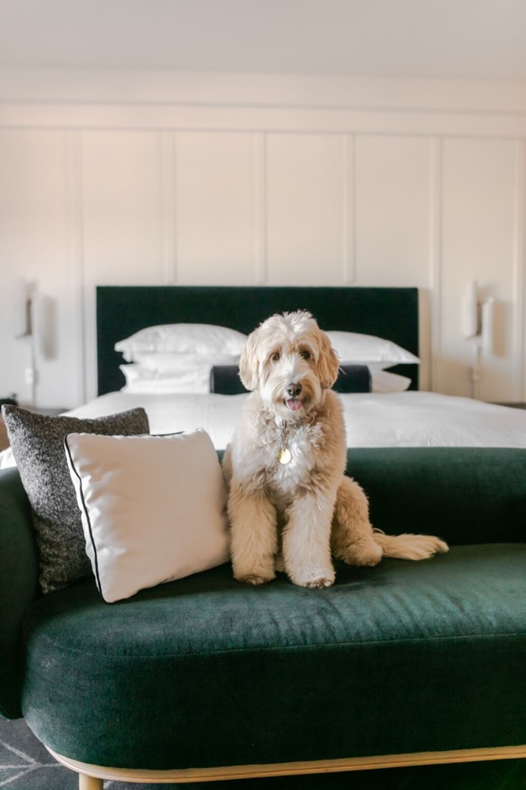 Wag! X Kimpton Partnership