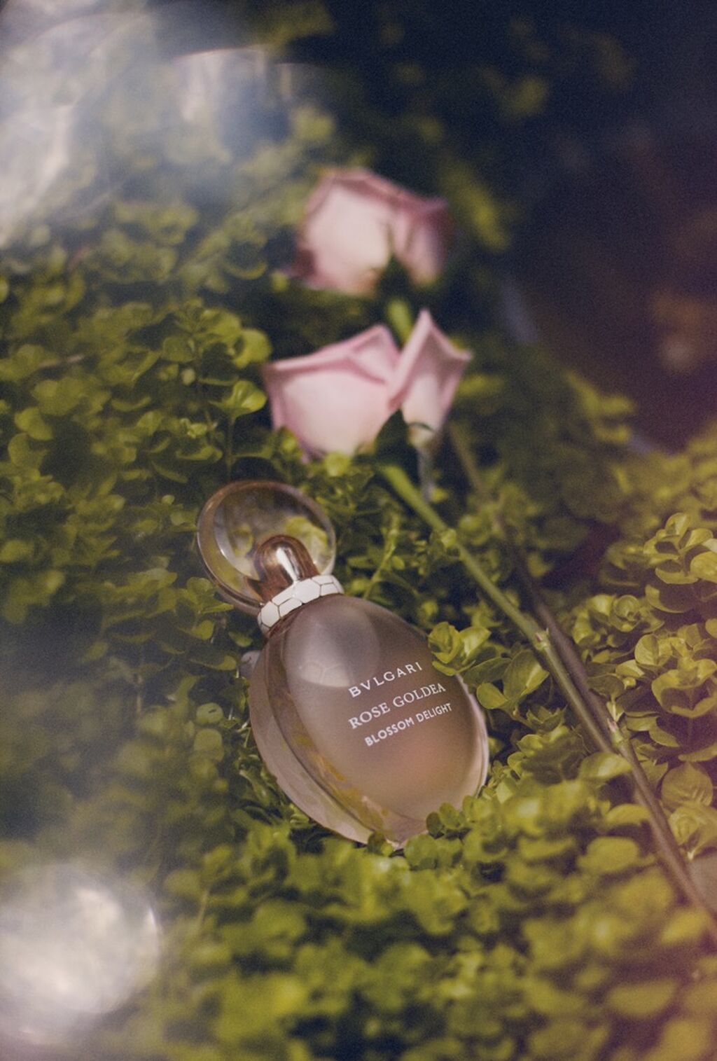 Rose Goldea Blossom Delight, una fragancia con un toque irresistible de elegancia