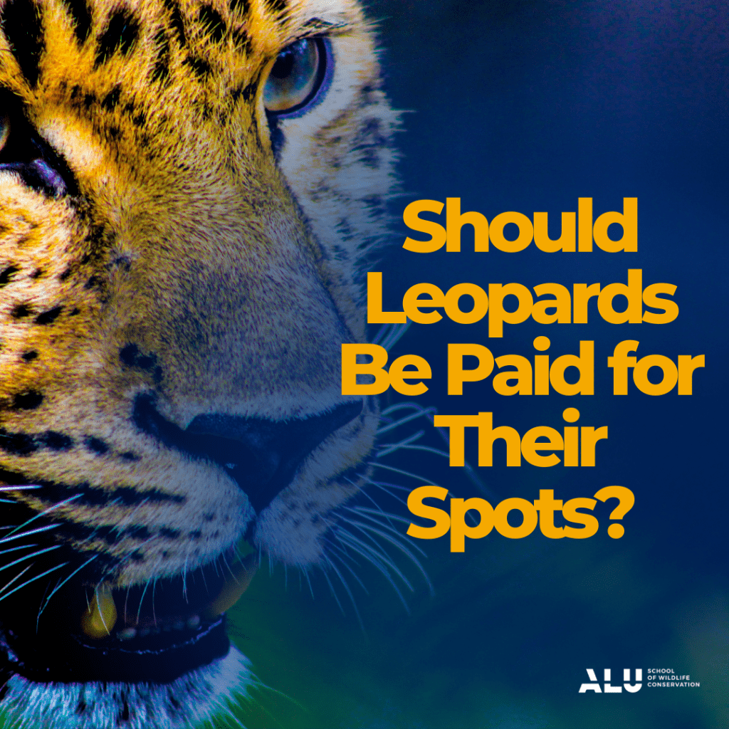 Should leopards be paid for their spots?