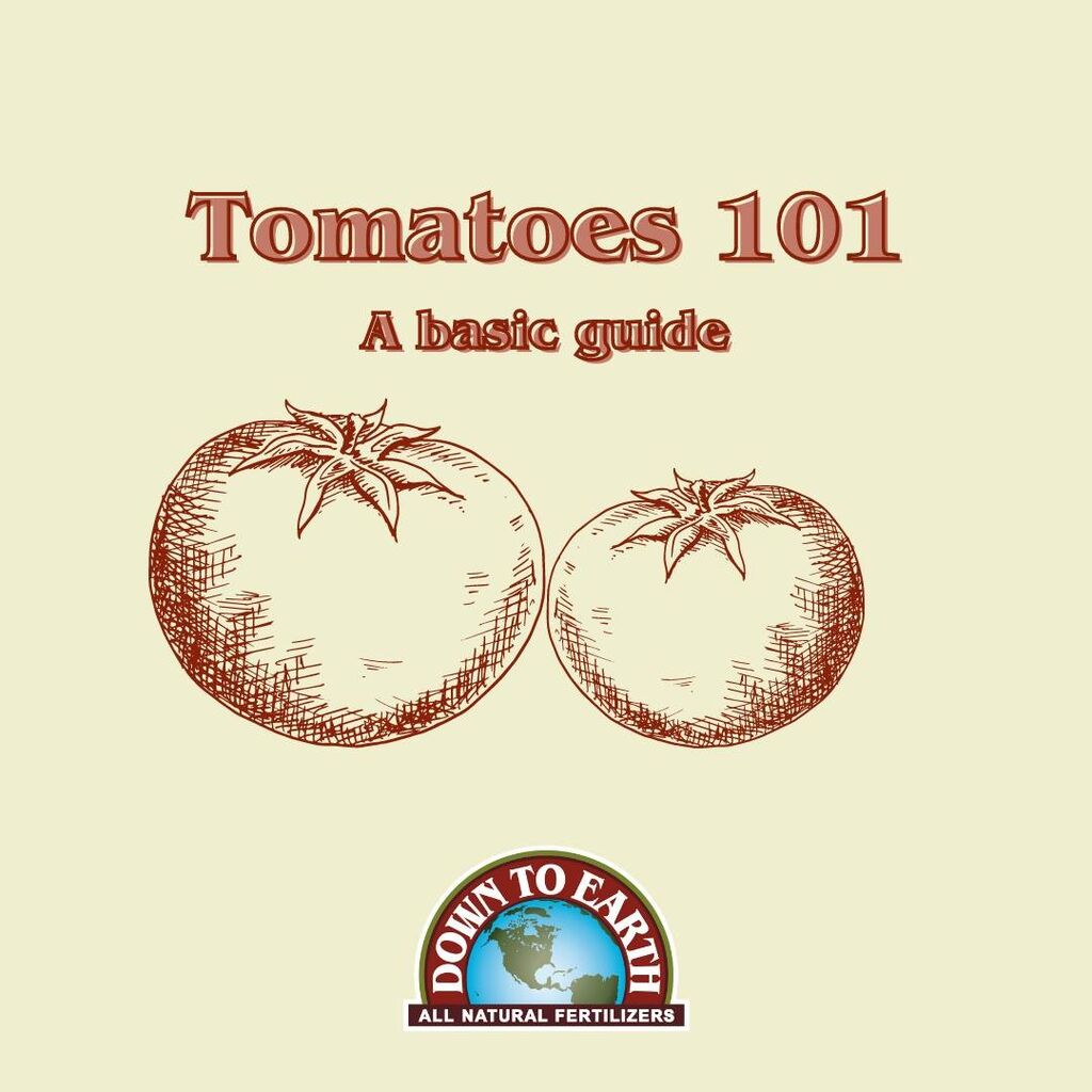 Planting Tomatoes