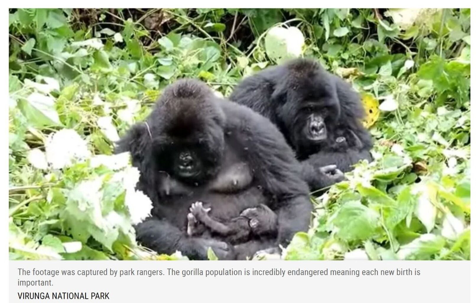 Beautiful Footage Shows 2 Wild Gorilla Moms With Their Newborn Babies