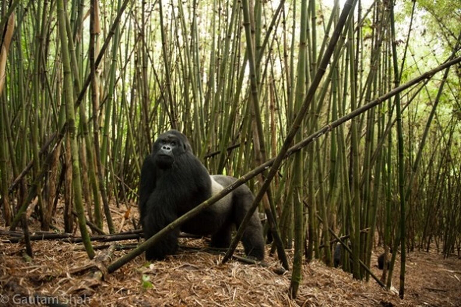 Doing conservation business
