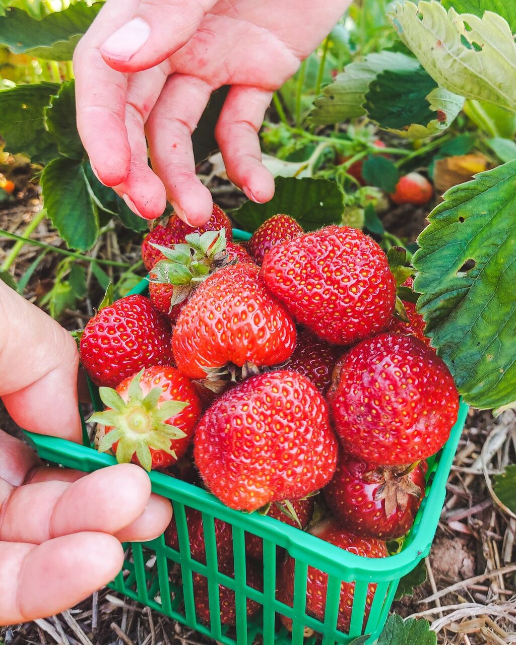 Pick Your Own Season