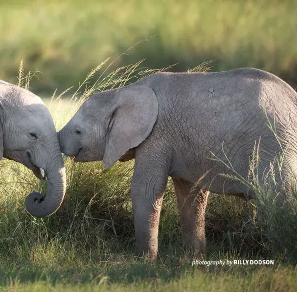 Endangered Species Day