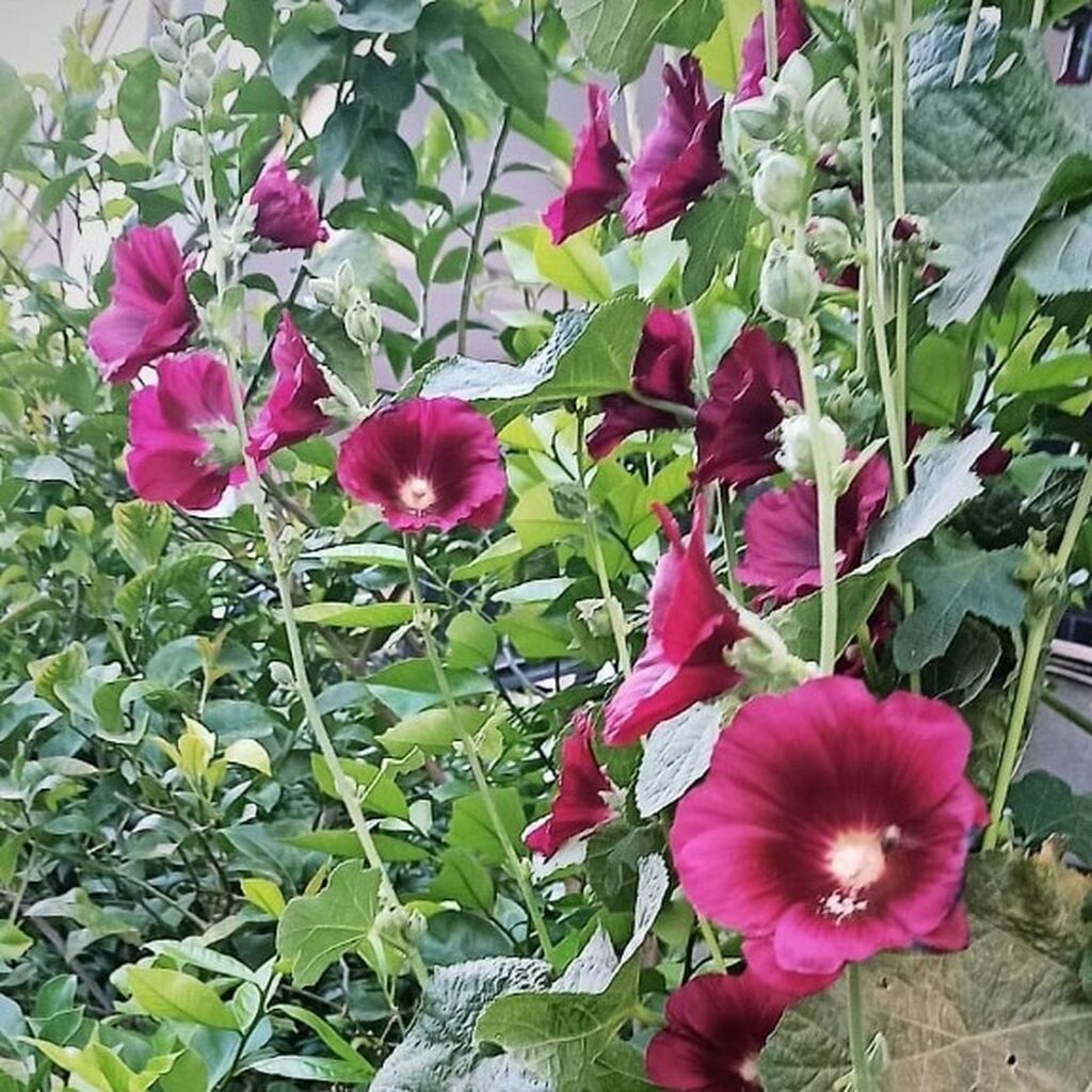 A4-YalıFlorası-AG1