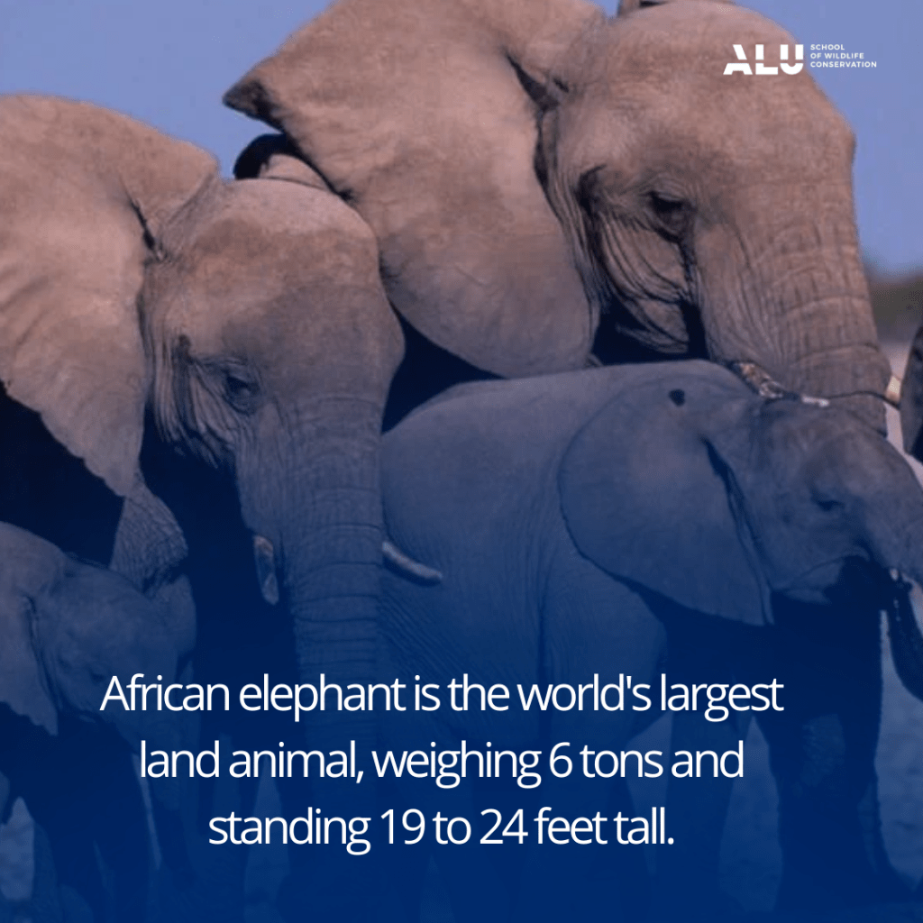 African Elephant (World's largest land animal)