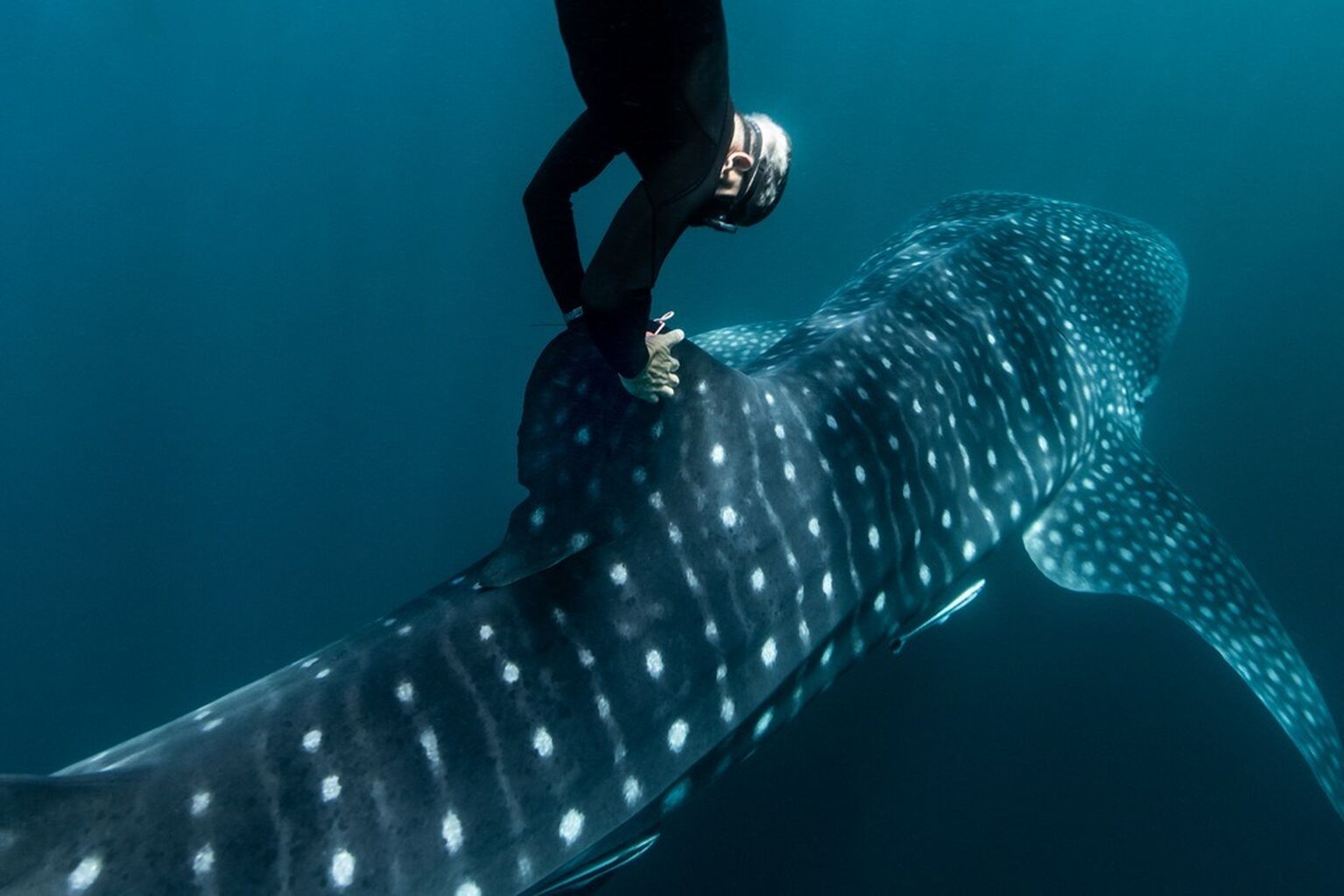 A NASA star tracking algorithm is being used to track the movements of the world&rsquo;s biggest fish, the whale shark.