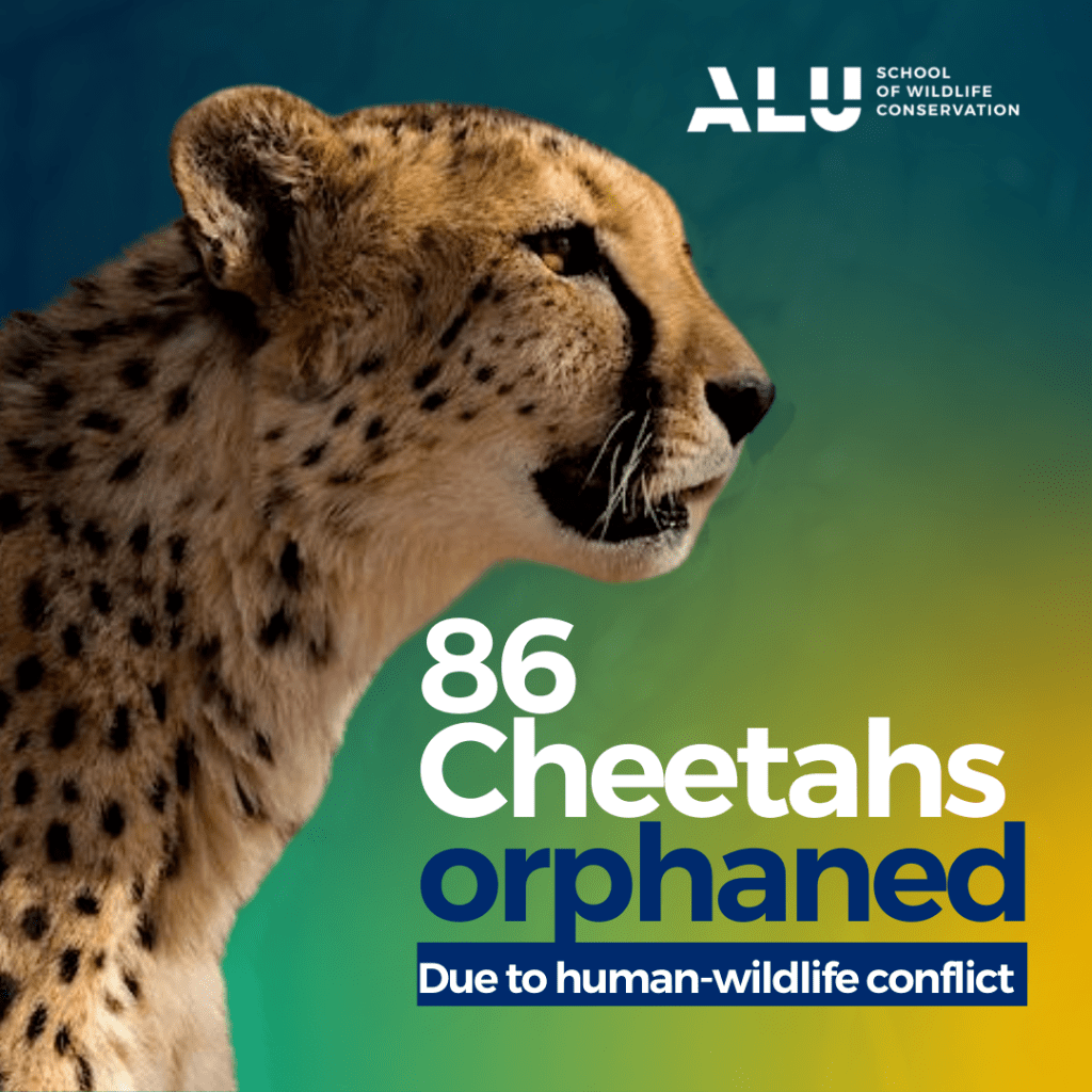 86 Cheetahs orphaned