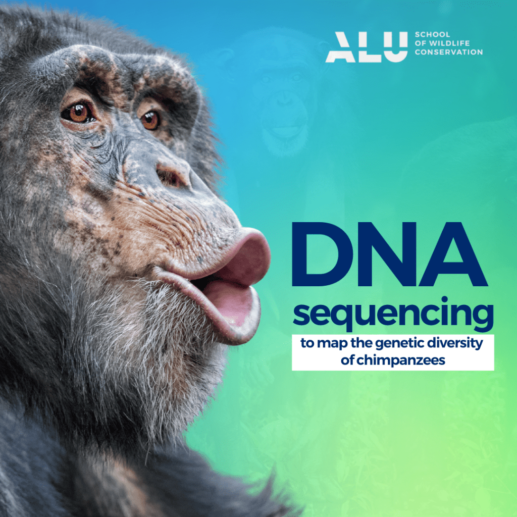 The first genetic map of chimpanzees in the wild