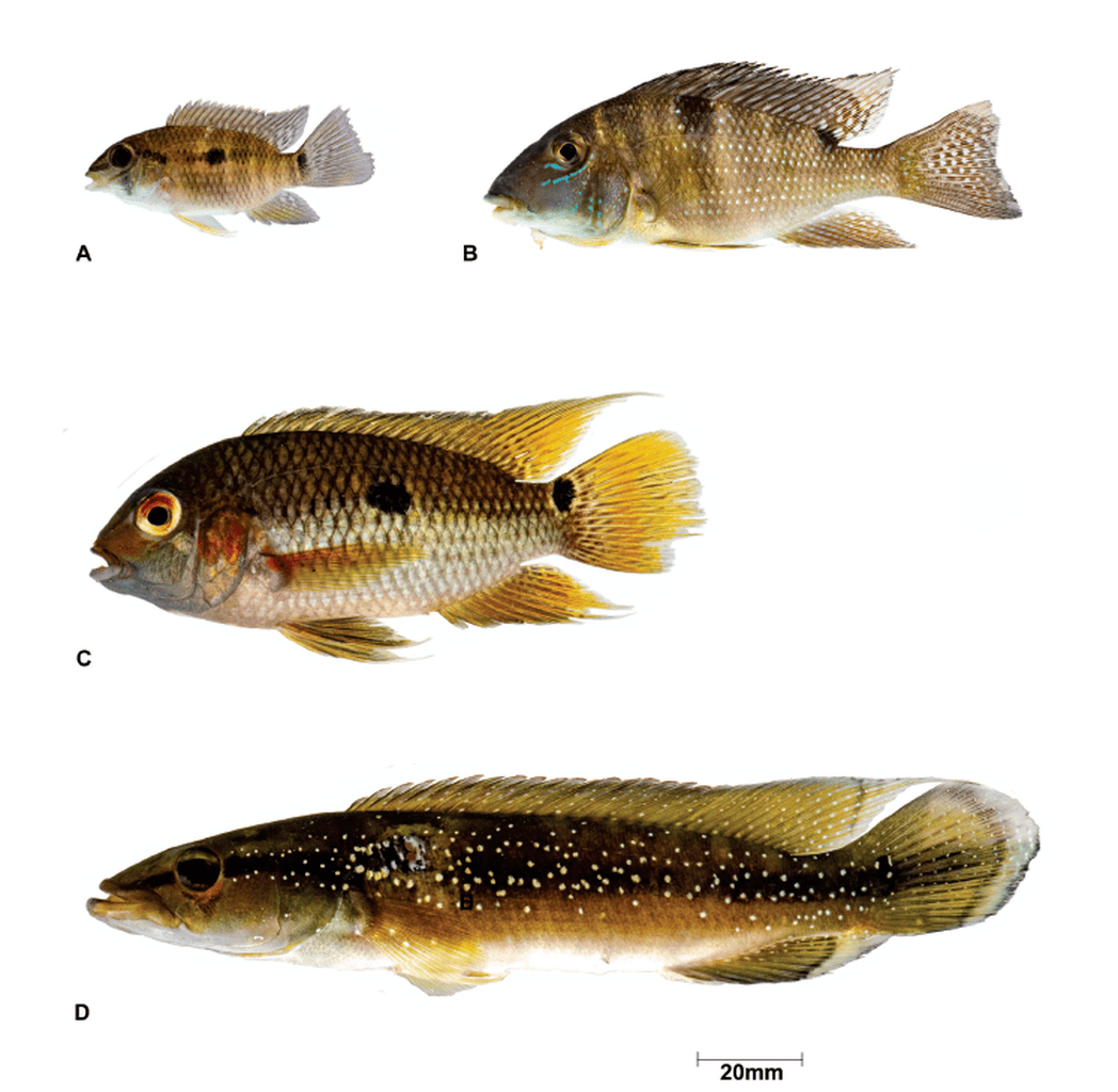 Fish Diversity of the Upper Tapanahony River, Suriname