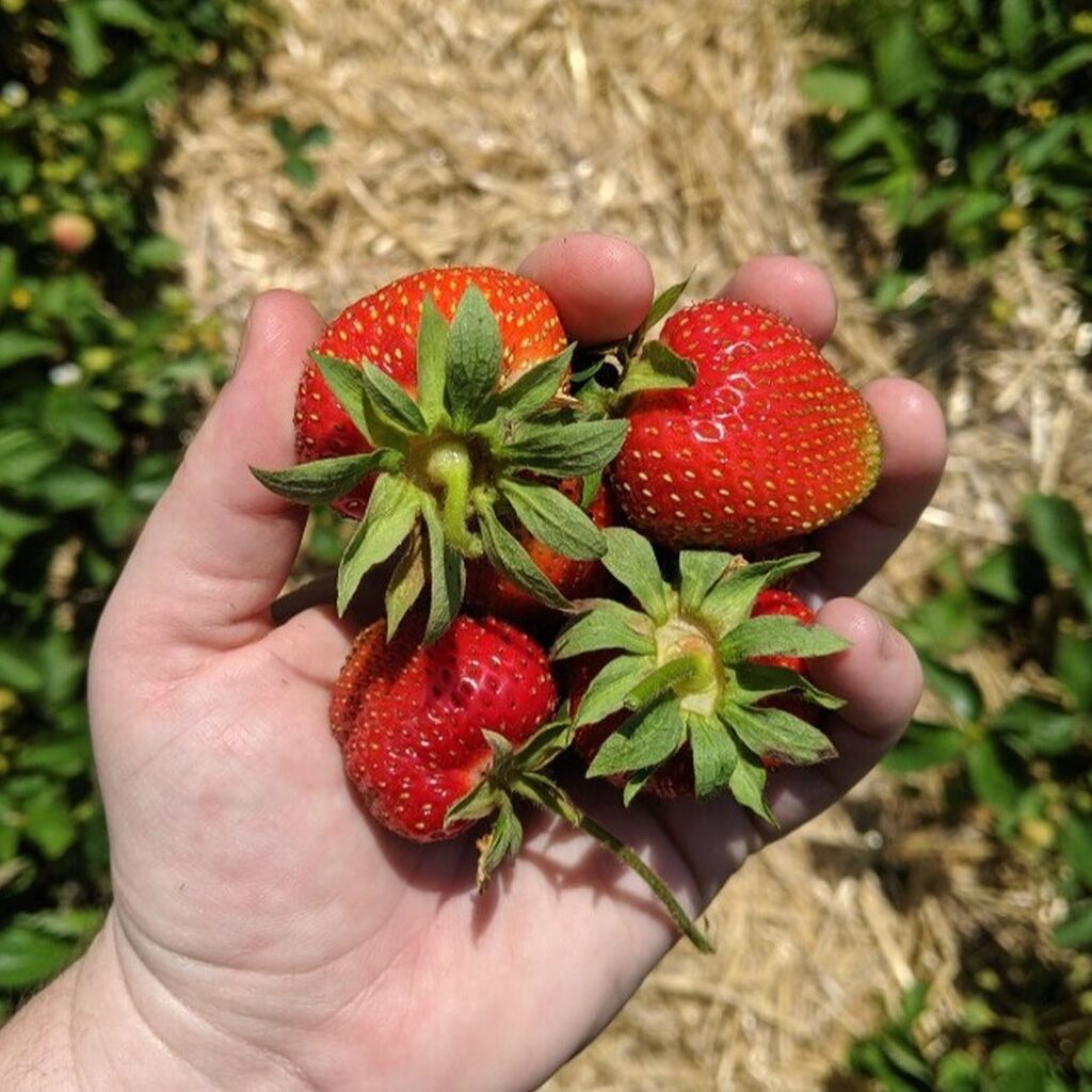 Fruitful Journeys: 3 Perfect Pick Your Own Road Trips