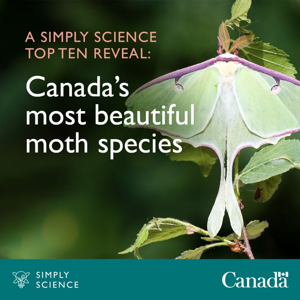A Simply Science top 10 reveal: Canada&rsquo;s most beautiful moth species