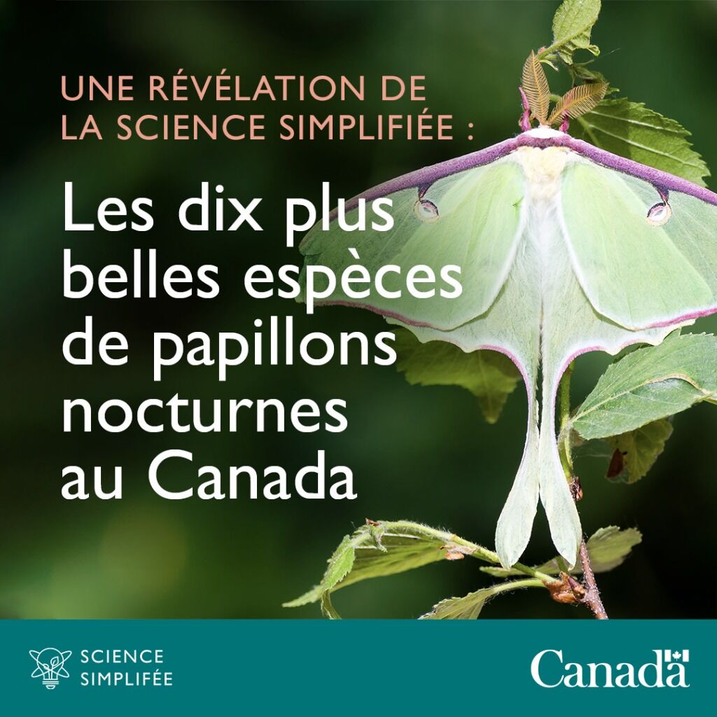 Une r&eacute;v&eacute;lation de La science simplifi&eacute;e : des dix plus belles esp&egrave;ces de papillons nocturnes au Canada