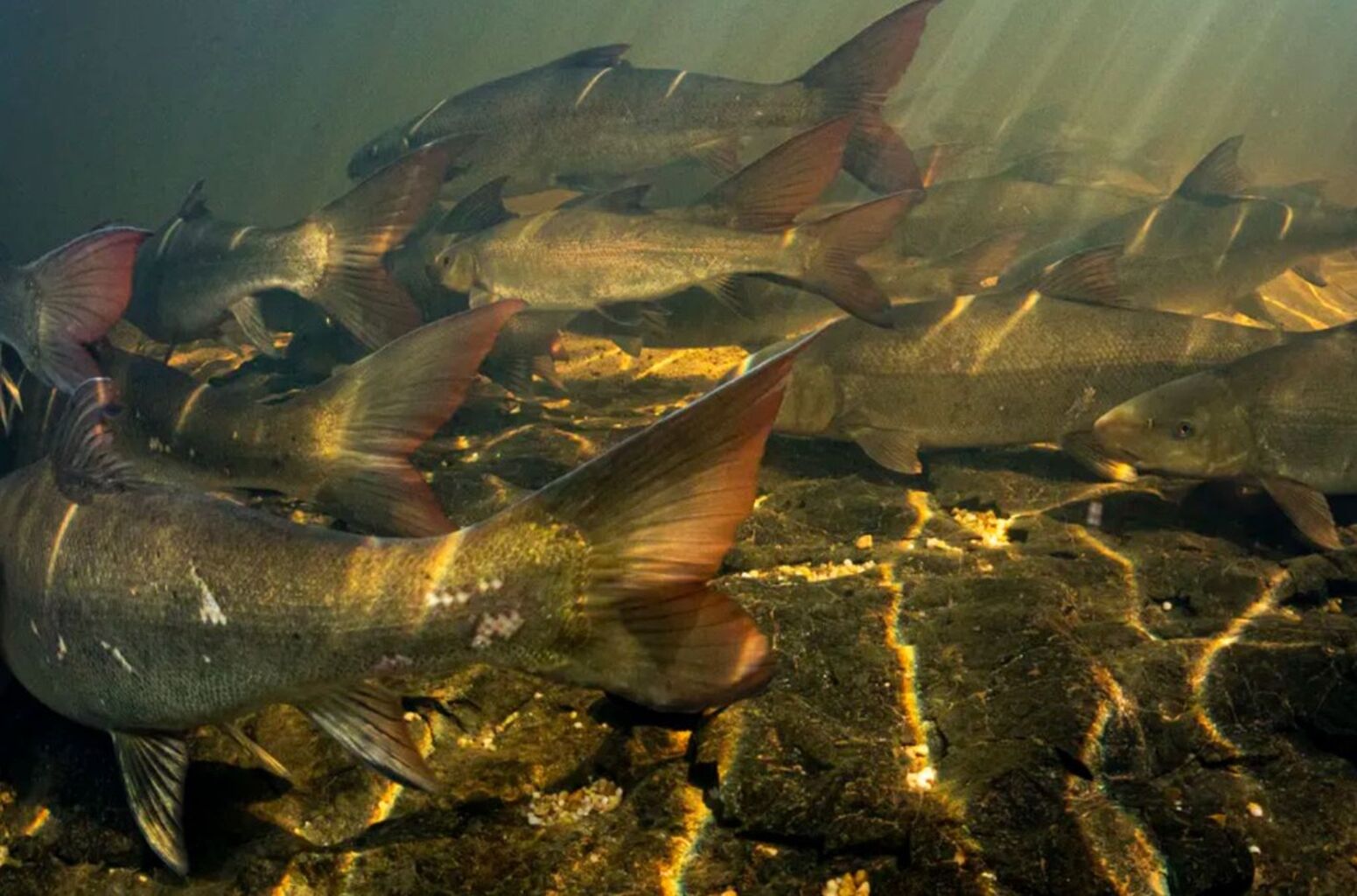 South Afica's Sandfish