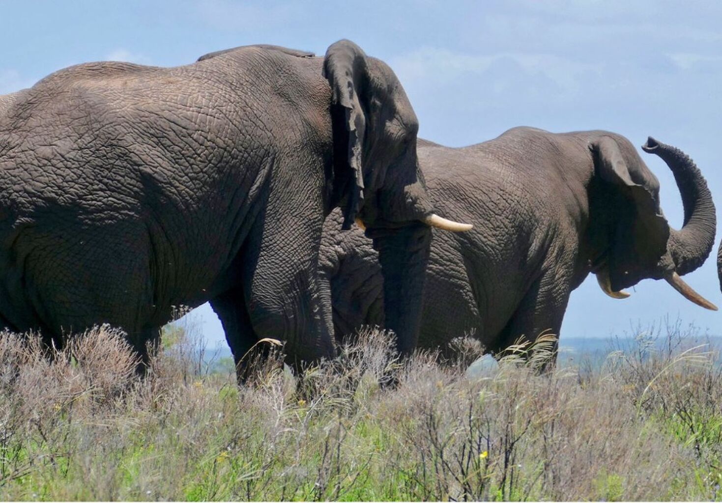 Raising funds for wildlife