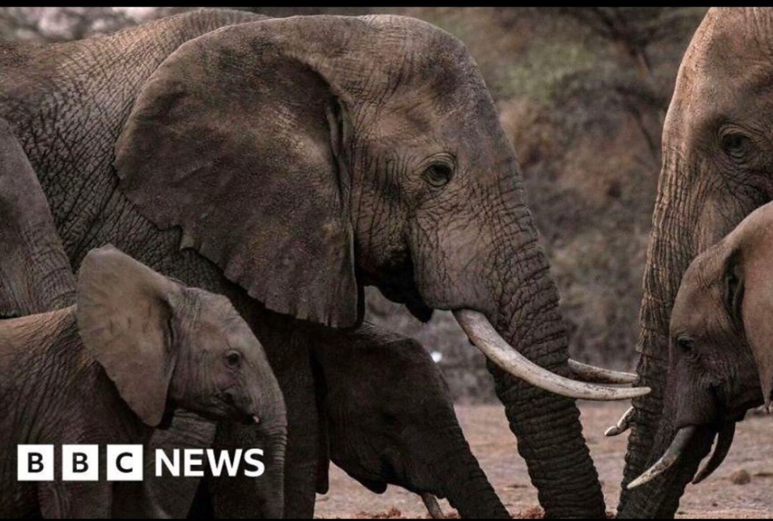Climate change is killing elephants