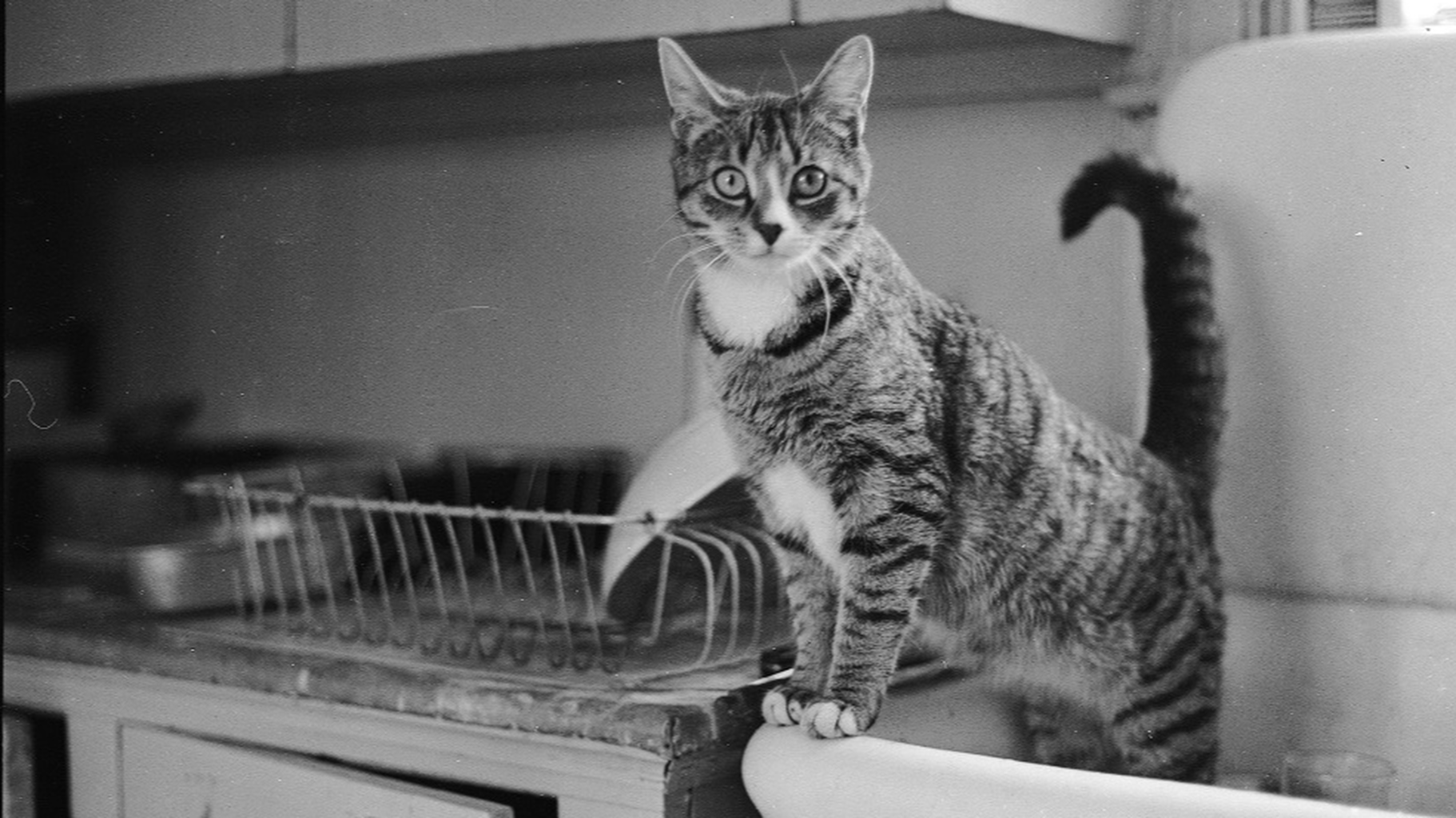 Cats in The Met collection