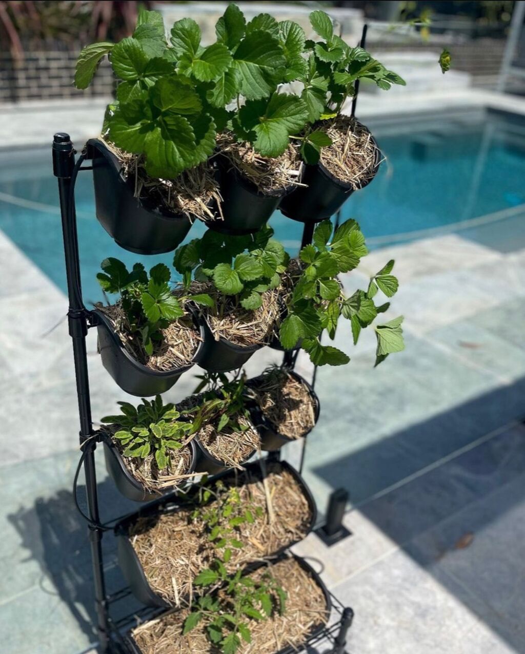 Holman Garden