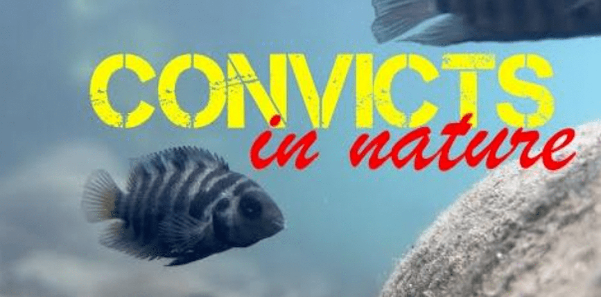 Convicts in nature!