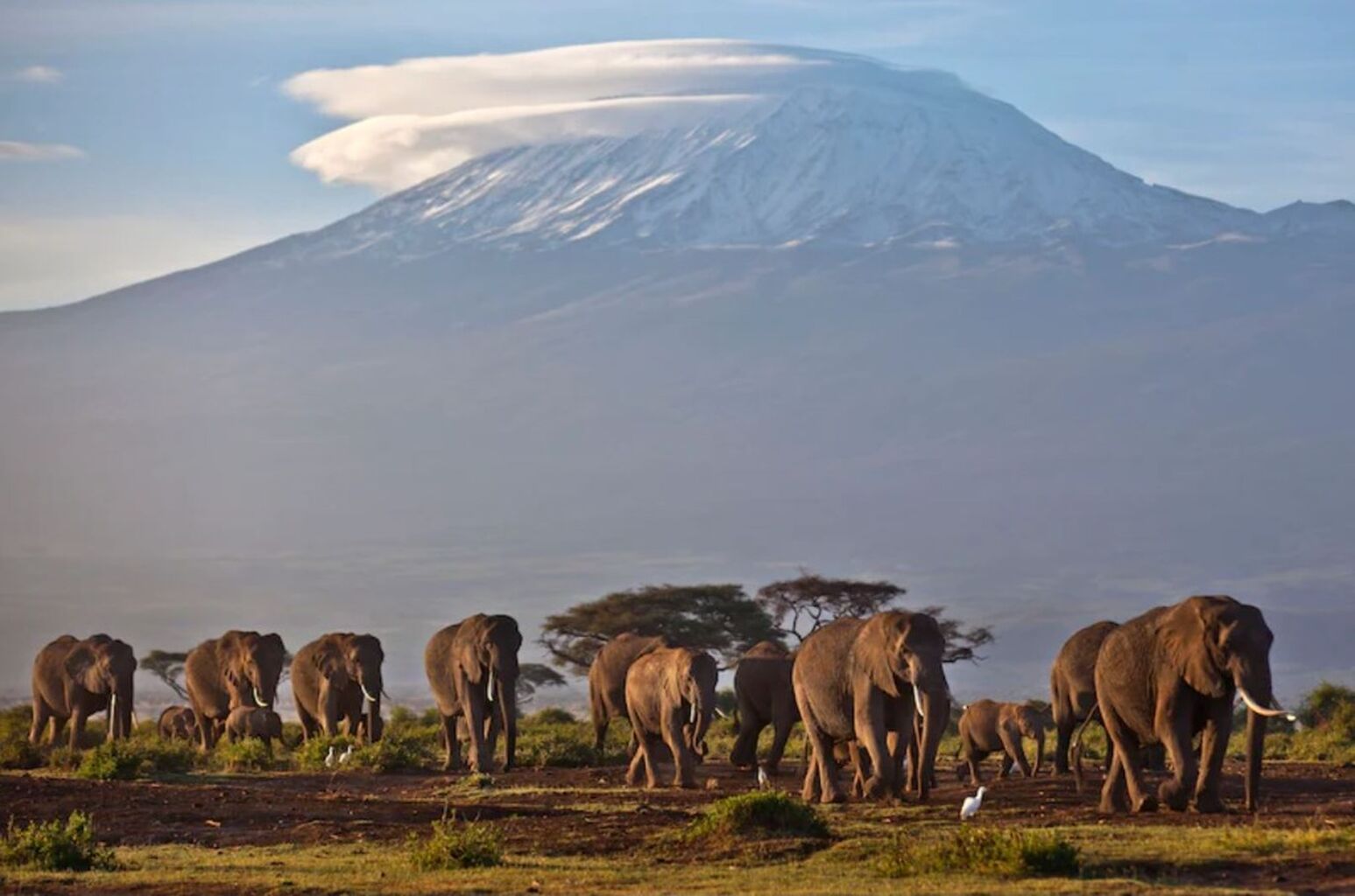Climate change is killing elephants