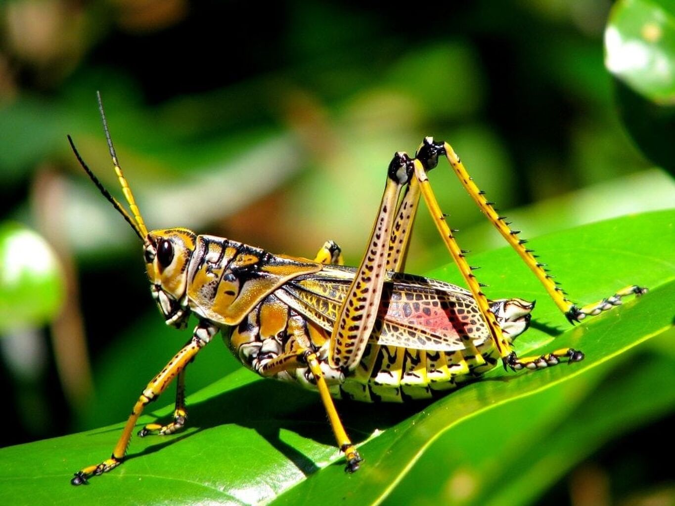A focus on Grasshoppers