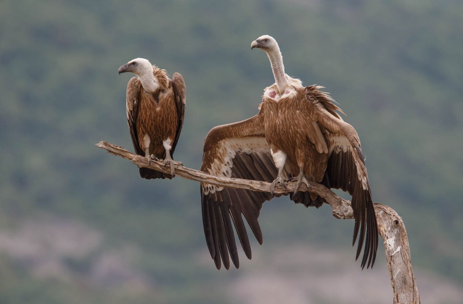 A Sad time for Vultures