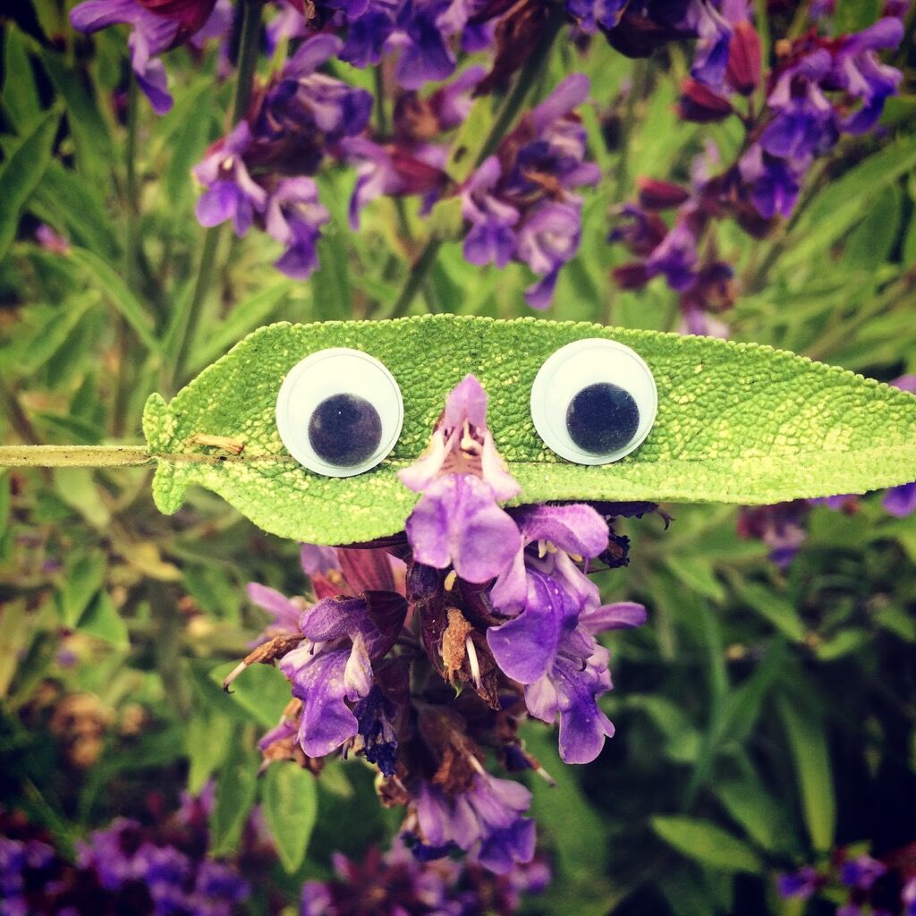 Sensory Herb Apprenticeship - In person retreats