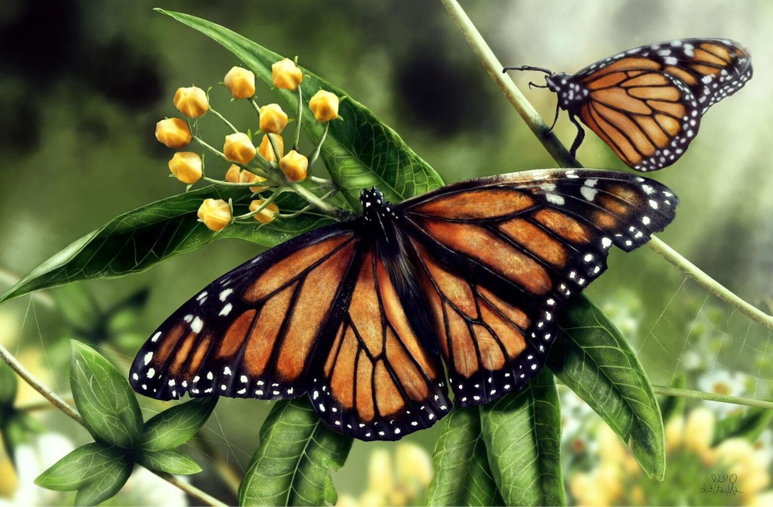 Importance of butterflies