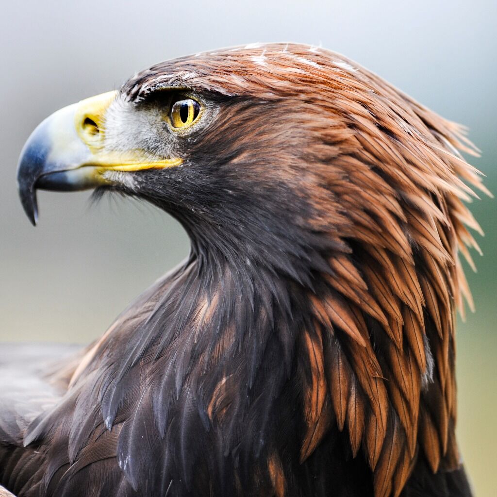 Jackson Hole: hawks and bears in the spotlight