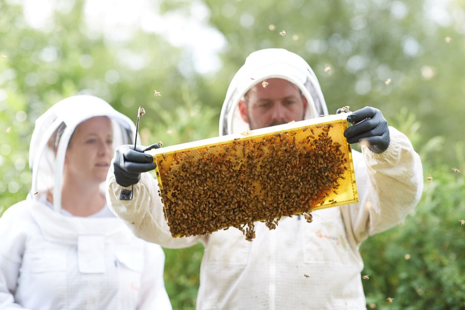 Bottle Your Own Honey! 🐝 🍯 