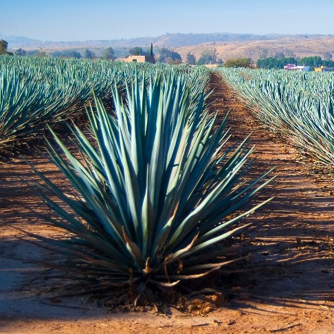 Agave Story
