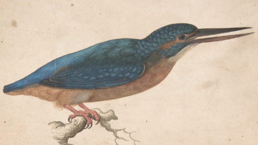 Birding at The Met: A Selection of Drawings and Prints