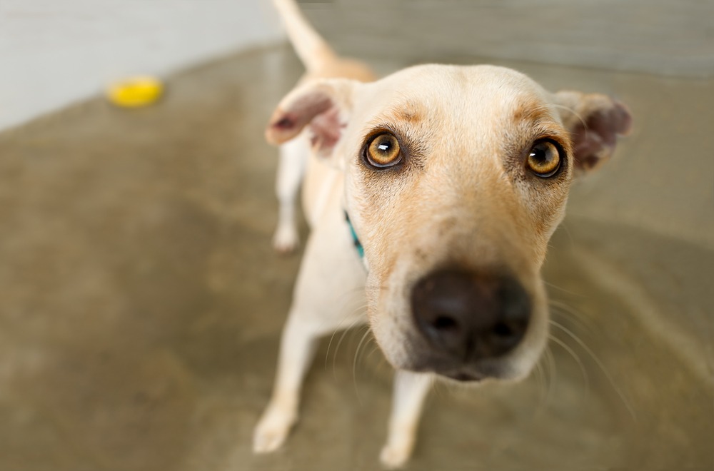 Find Local, Independent, and Experienced Pet Care Pros!