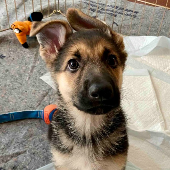 View Our Shelter Pets!