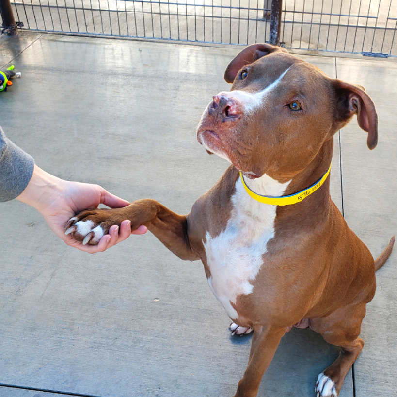 Get Involved! Foster, Volunteer, & More