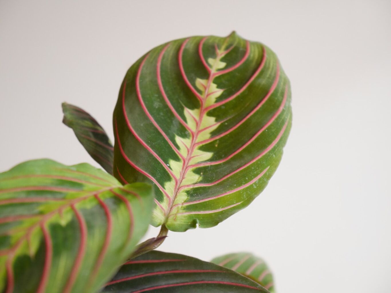Low light plants experiment