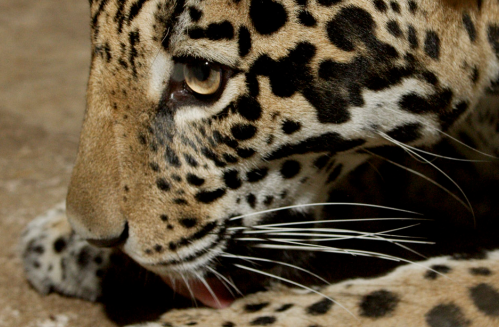 Animal tracks in Bolivia