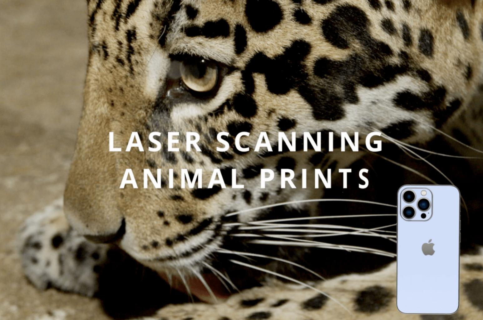 3D animal tracks