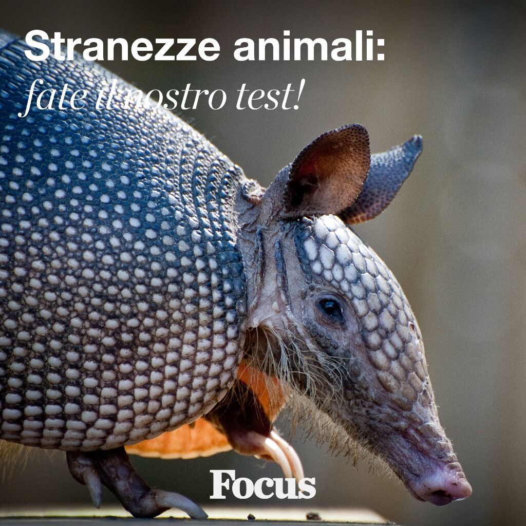 Stranezze animali, quante ne sai?